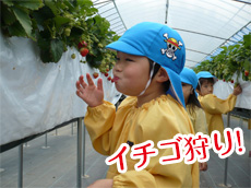 イチゴ狩り