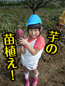 芋の苗植え